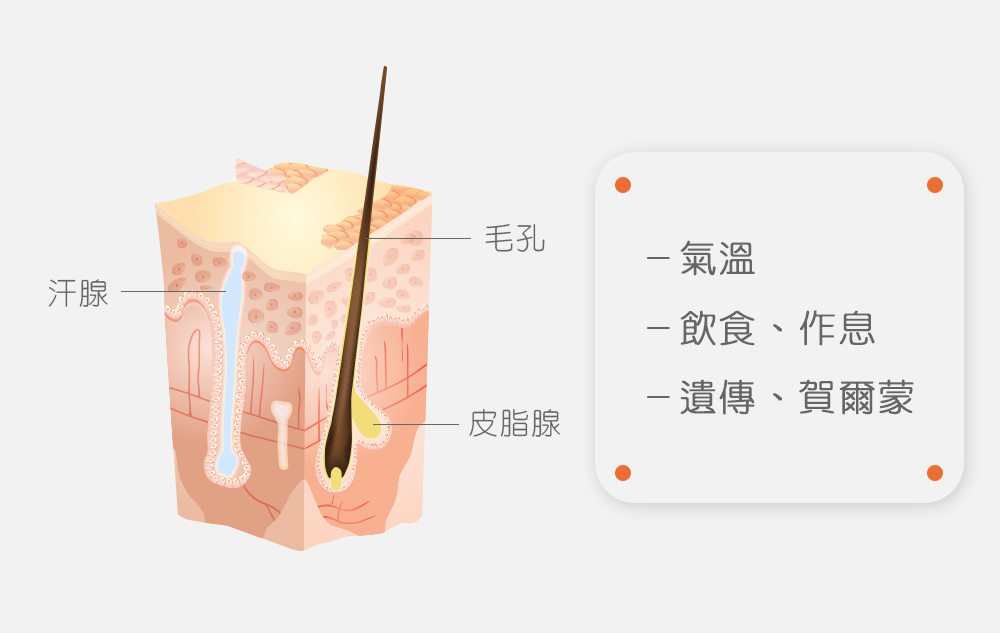 皮脂分泌旺盛的原因